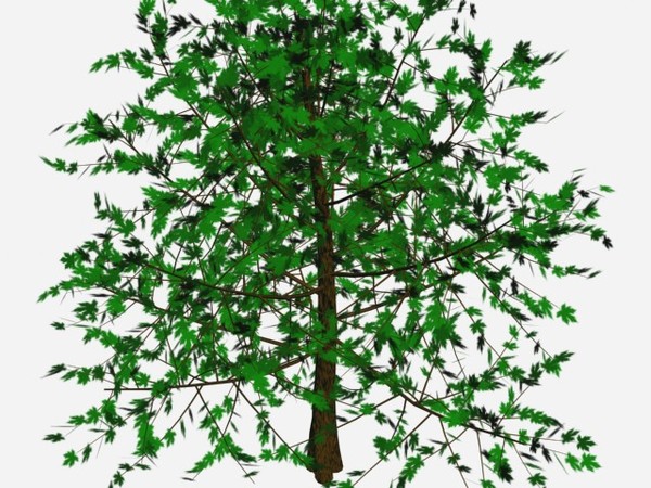 3ds max elm tree - elm tree.max by Animation Anchor Line